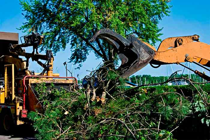 Finding affordable tree removal companies company remove tree