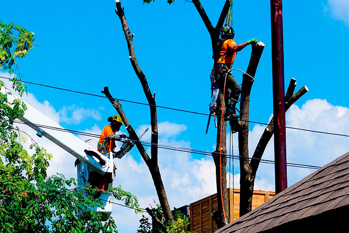 Finding an arbor tree service near me arbors working