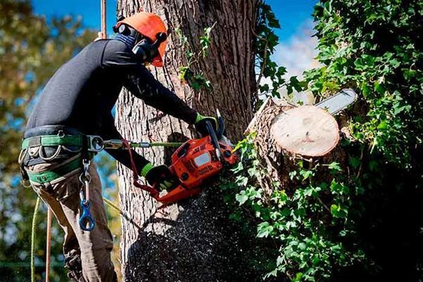 Hiring a tree and stump removal expert