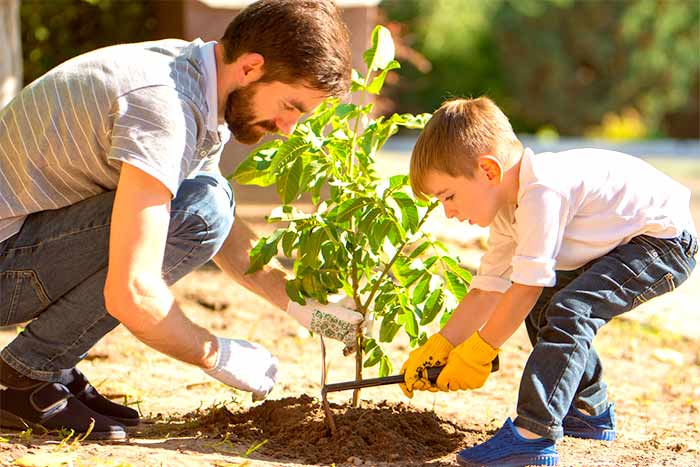 How close can you plant a tree to your home family plant a tree