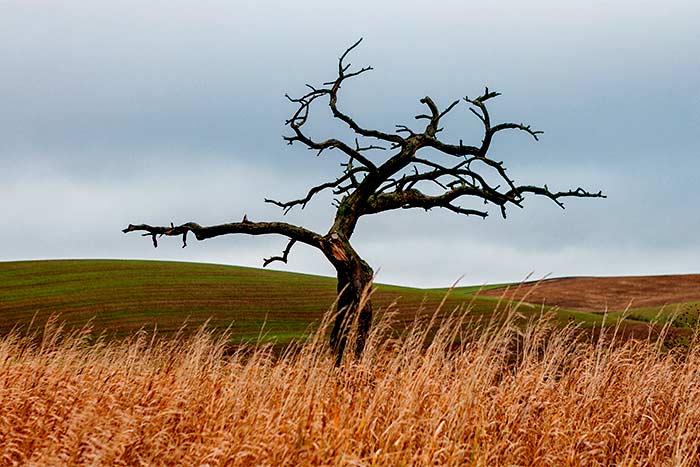 Is my tree dead or dormant dry tree