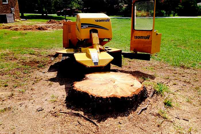 Tree Stump Removal