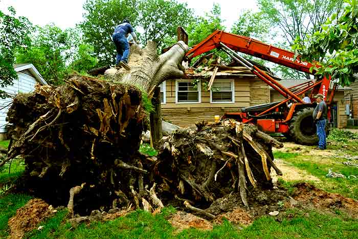 Should I DIY or hire a pro remove tree