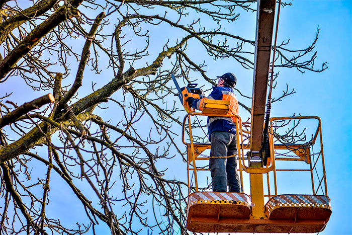 Should an arborist be a member of an association work process