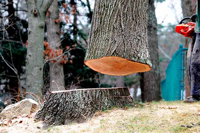 What companies remove trees and stumps cutten tree