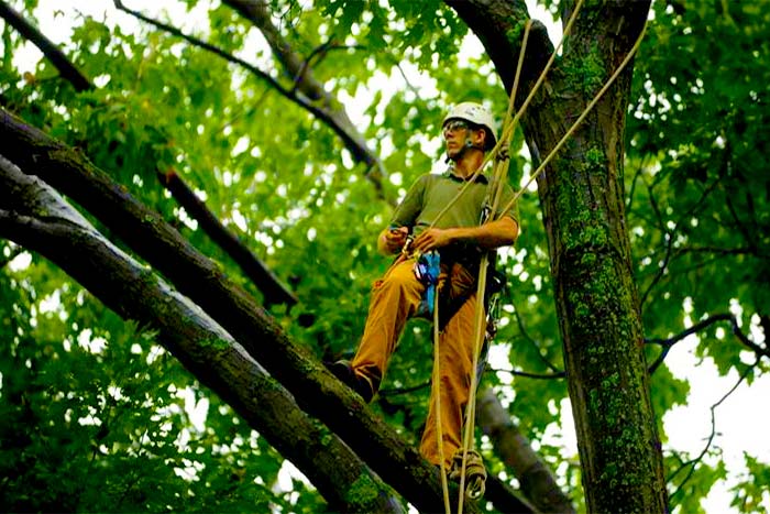 What do arbor tree services do arbor works