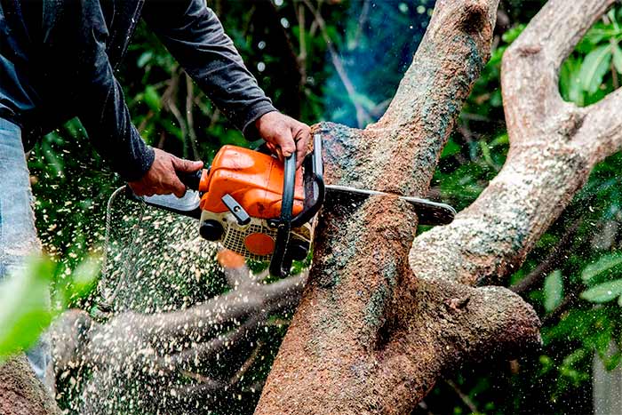 What is the difference between an arborist and a tree surgeon man banches off