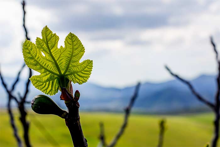 What is the latest time of year a tree leaf’s in early leaf