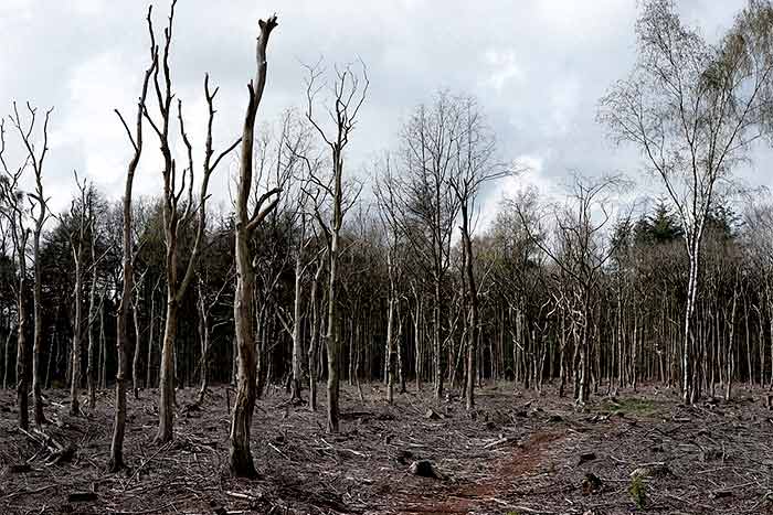 When is a tree considered dead many dry trees