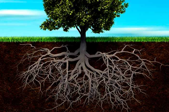 Which trees have the most invasive roots tree roots