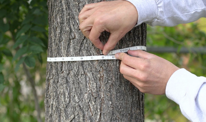 measure trunk diameter