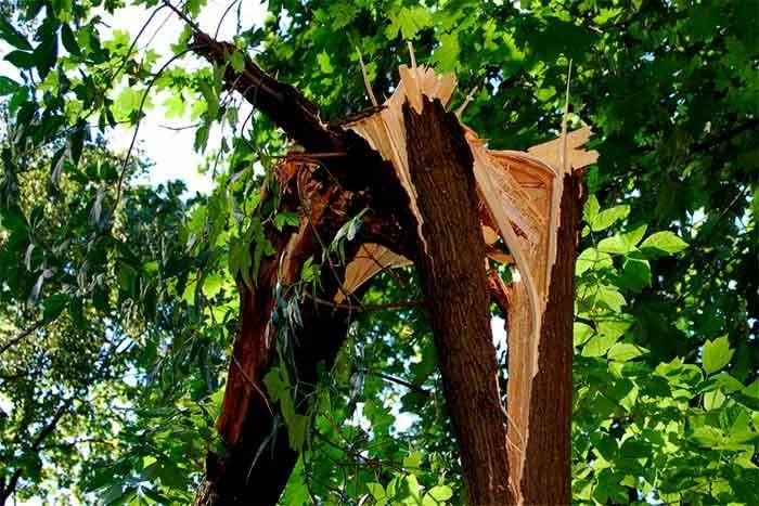 neighbors tree broken and fallen on my fence