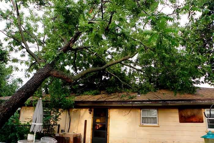 neighbors tree fallen on house