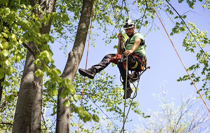 tree maintenance company trimming tree