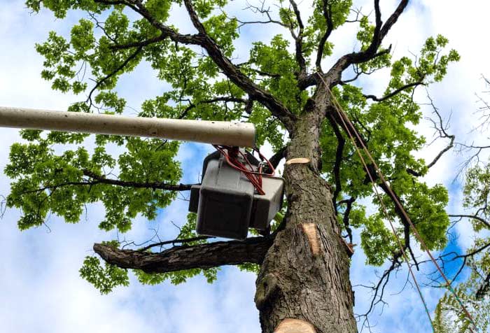tree trimming company near me