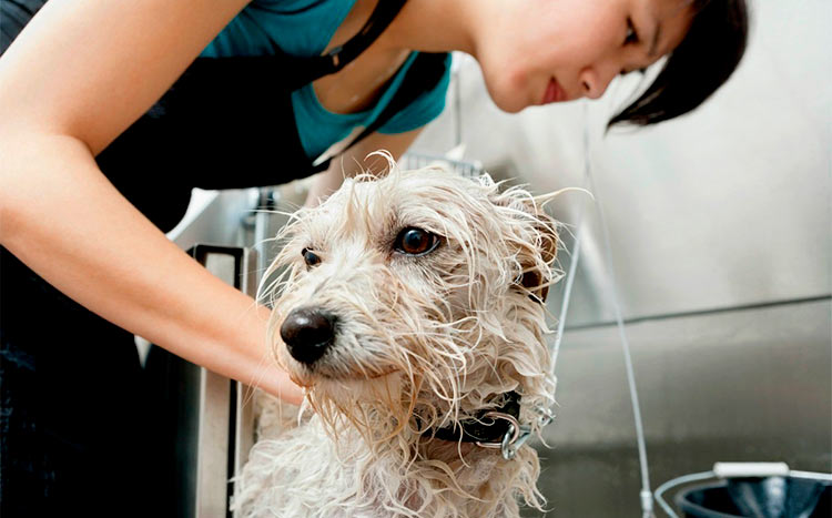 Removing tree sap from dog fur wash a dog