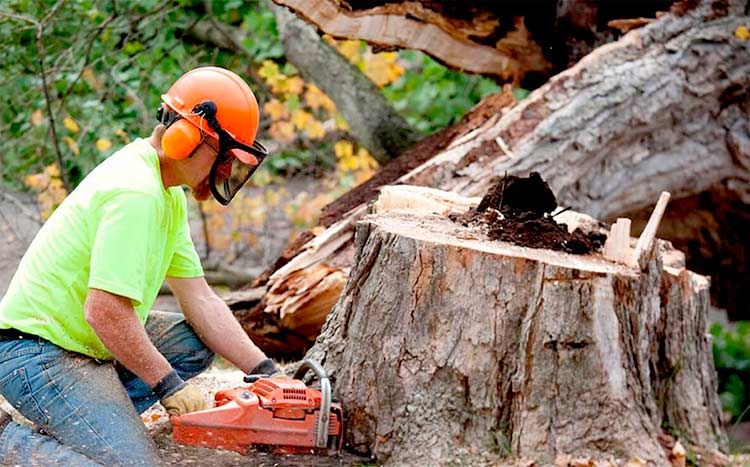 Tree Service Greenville Ga