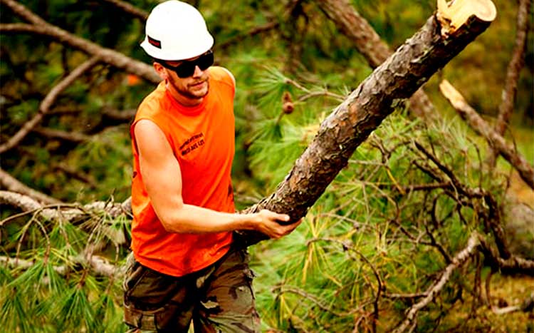 What do you tip a tree service company man hold the tree