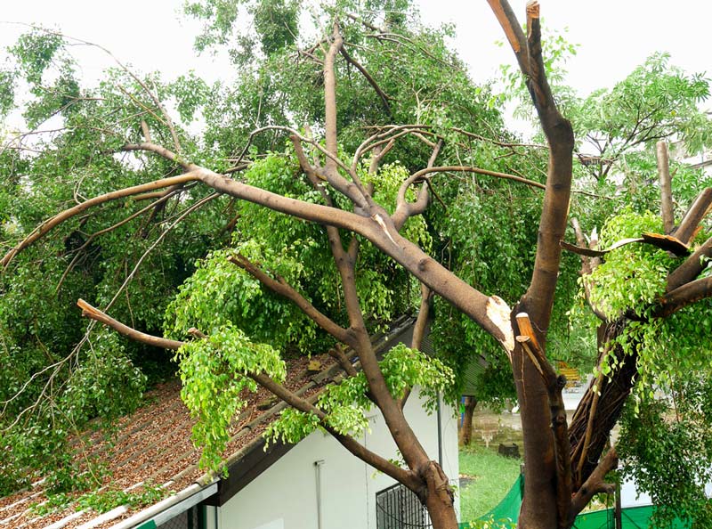 broken tree branch after storm