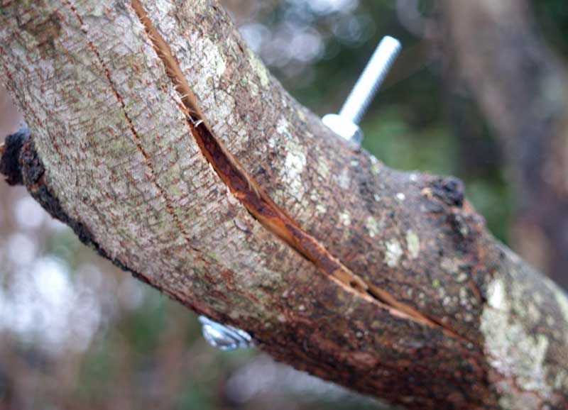 repairing broken tree branch