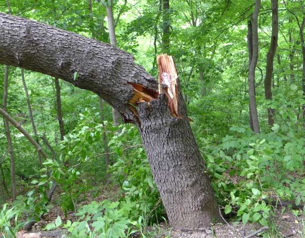 tree broken in half in storm