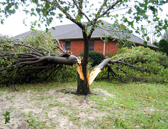 tree split in half