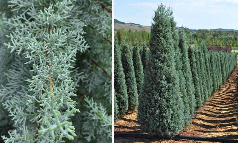 Arizona cypress