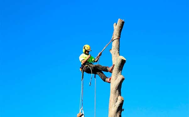 Can a tree with a split trunk be saved