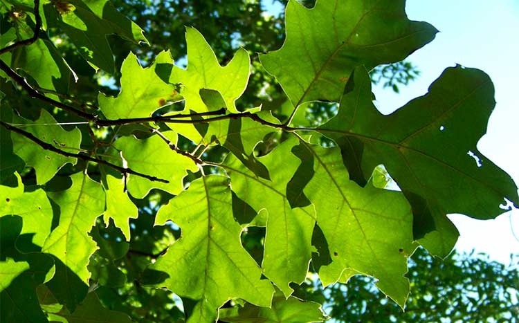 Do I need a permit to trim an oak tree leaves