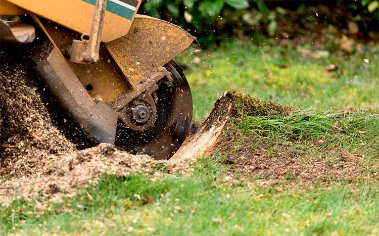 Stump grinding near me