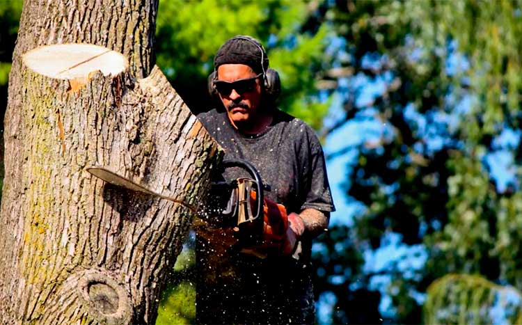 Tree Specialist Near Me