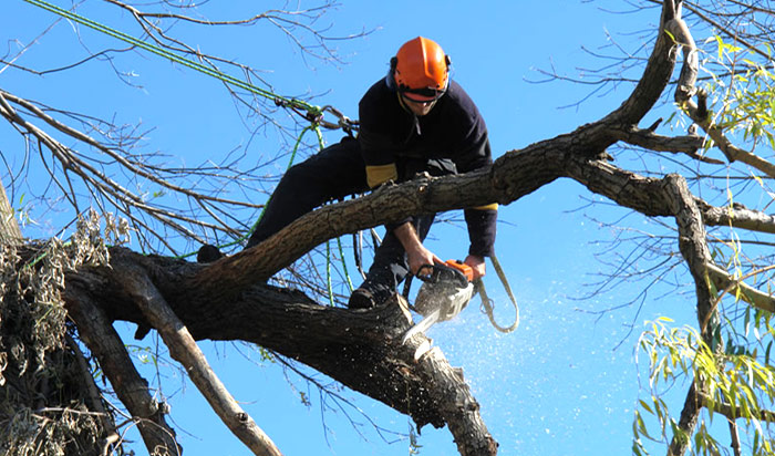 Tree removal permit Ann Arbor v2