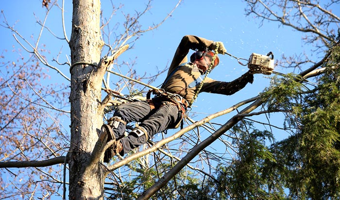 Tree removal permit Clinton v2