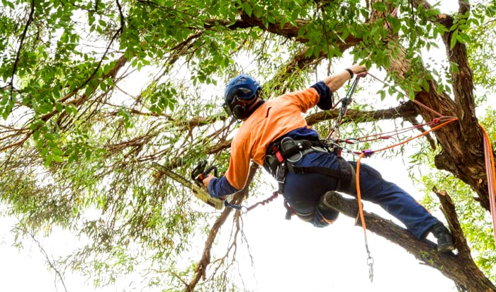 Tree removal permit Dearborn v2