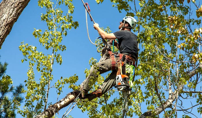 Tree removal permit Detroit v2