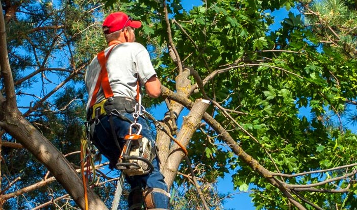 Tree removal permit Flint v2