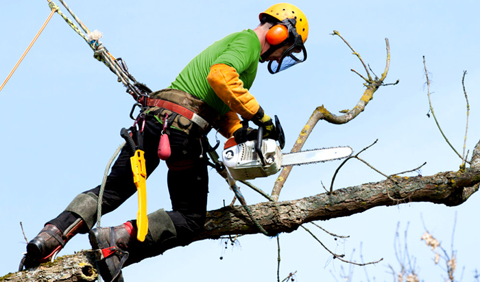 Tree removal permit Livonia v2