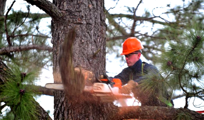 Tree removal permit Sterling Heights v2