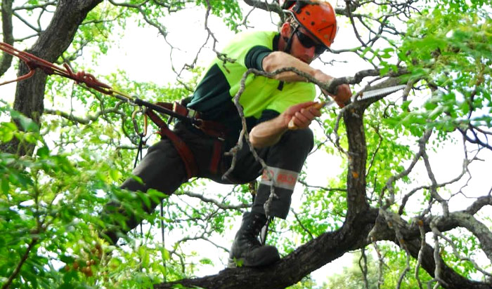 Tree removal permit Warren v2