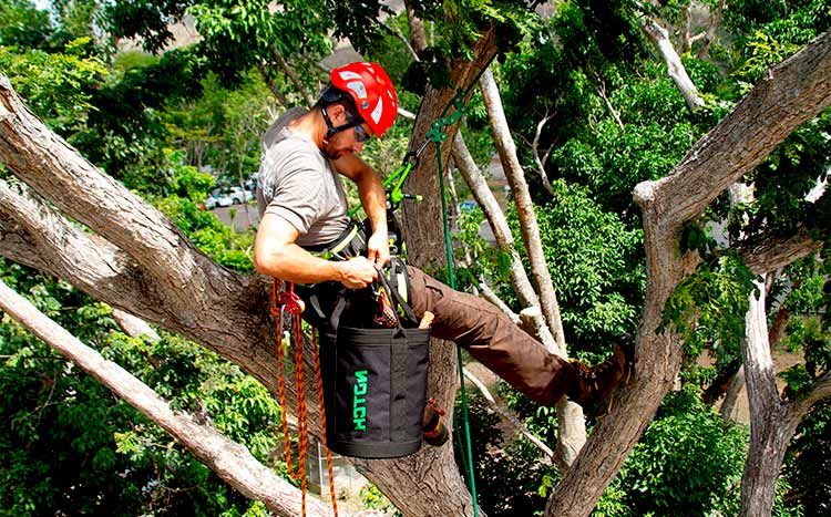 Arborist Christchurch