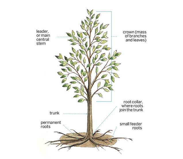 anatomy of a tree