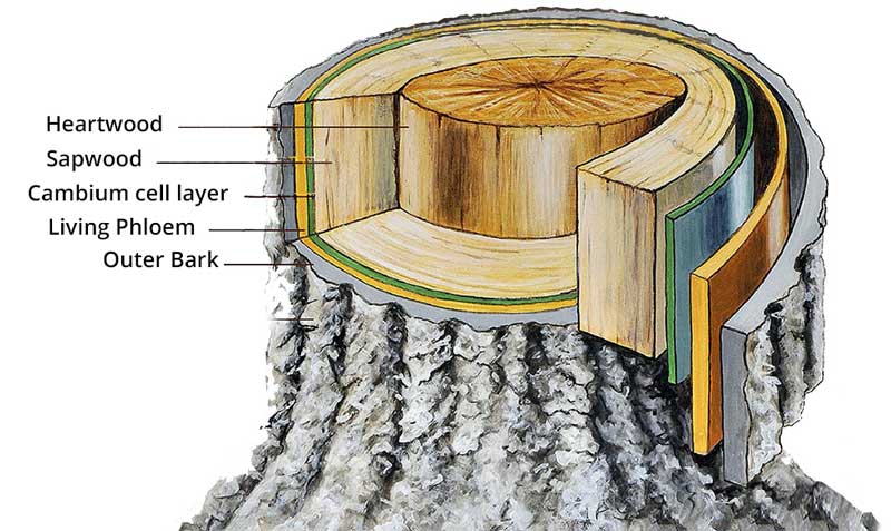 cross section of tree trunk