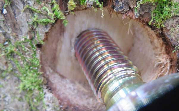 how to bolt a tree trunk