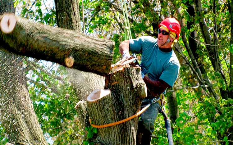 Cheap tree cutters discount near me