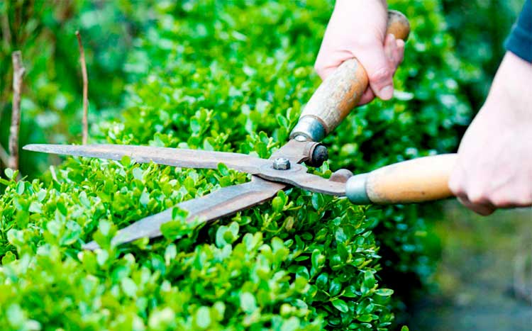 Shrub trimming services near me