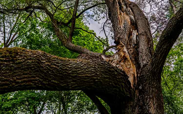 What to do when a branch breaks off a tree