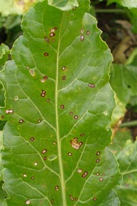 Cercospora leaf spot