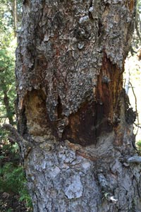 Cytospora canker