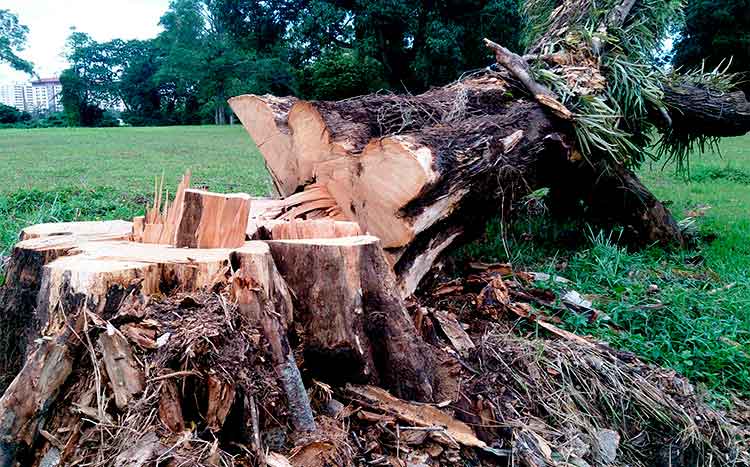 How soon can you plant a tree after cutting one down cut tree