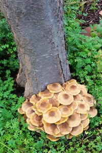 Oak root fungus